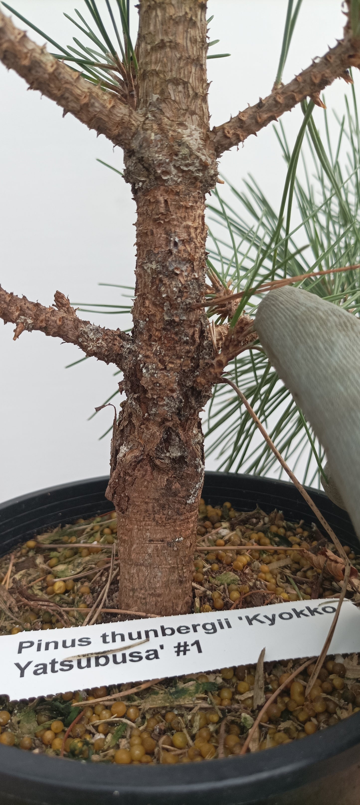 'Kyokko Yatsubusa' Japanese Black pine (KYO-02)