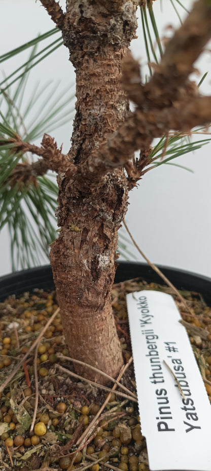 'Kyokko Yatsubusa' Japanese Black pine (KYO-02)