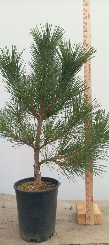 'Kyokko Yatsubusa' Japanese Black pine (KYO-03)