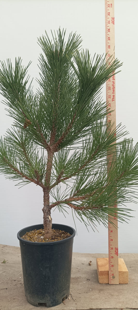 'Kyokko Yatsubusa' Japanese Black pine (KYO-03)