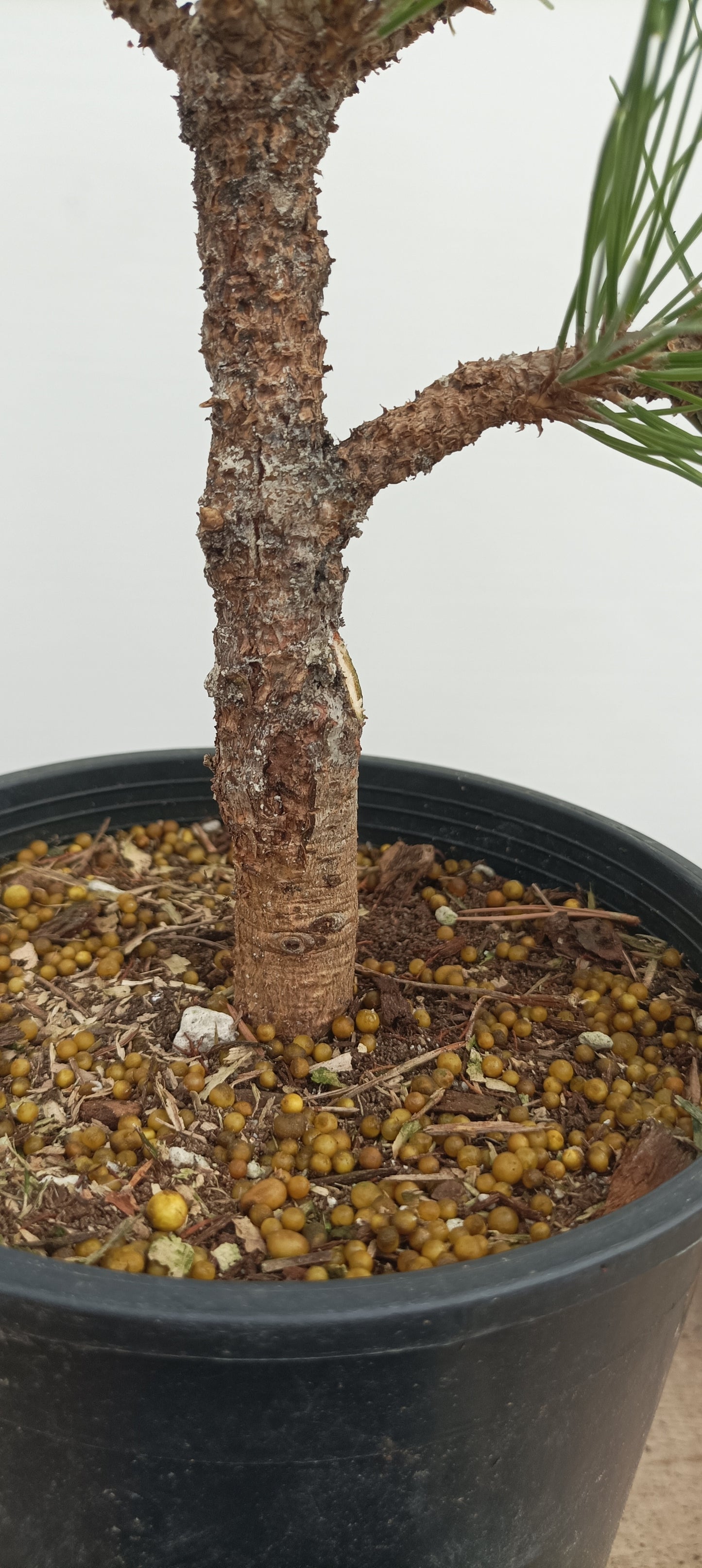 'Kyokko Yatsubusa' Japanese Black pine (KYO-03)