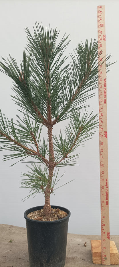 'Kyokko Yatsubusa' Japanese Black pine (KYO-04)