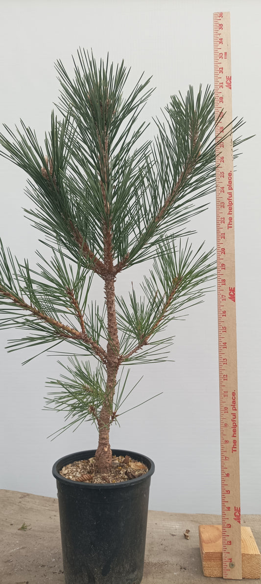 'Kyokko Yatsubusa' Japanese Black pine (KYO-04)