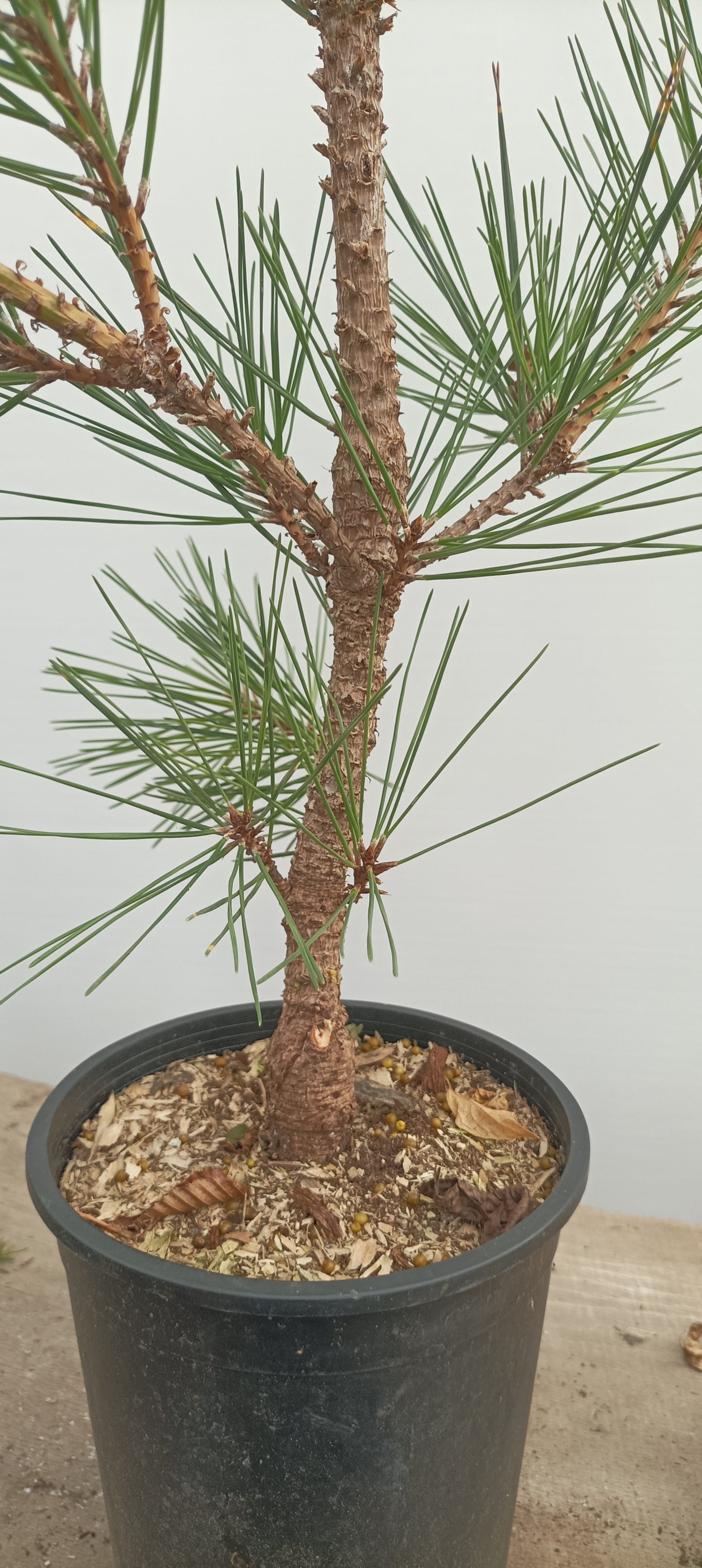 'Kyokko Yatsubusa' Japanese Black pine (KYO-04)