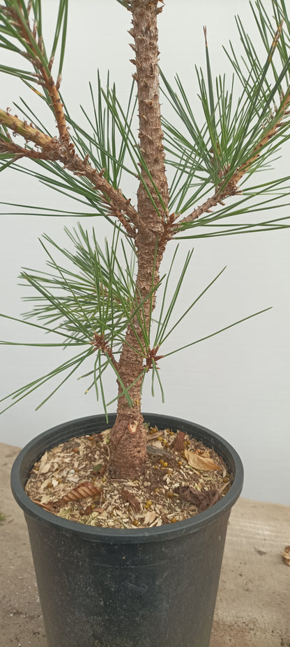'Kyokko Yatsubusa' Japanese Black pine (KYO-04)