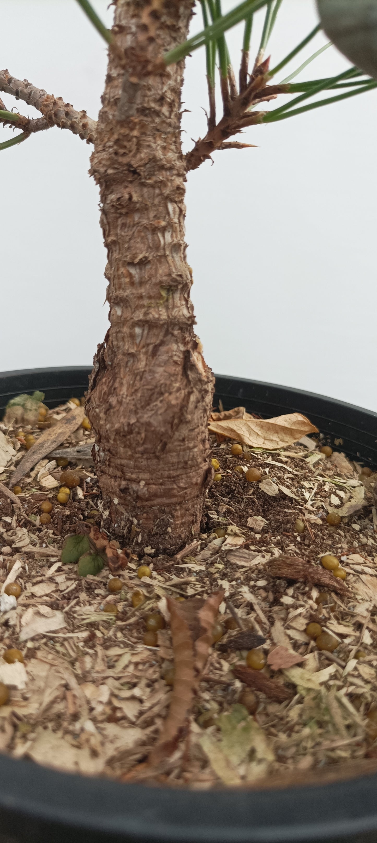 'Kyokko Yatsubusa' Japanese Black pine (KYO-04)