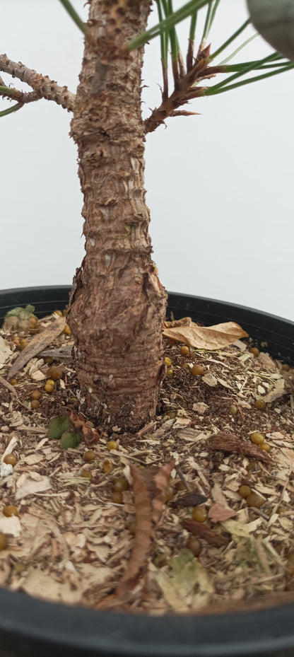 'Kyokko Yatsubusa' Japanese Black pine (KYO-04)