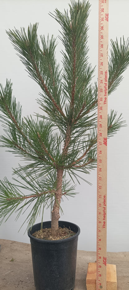 'Yatsubusa' Japanese Black pine (YAT-01)