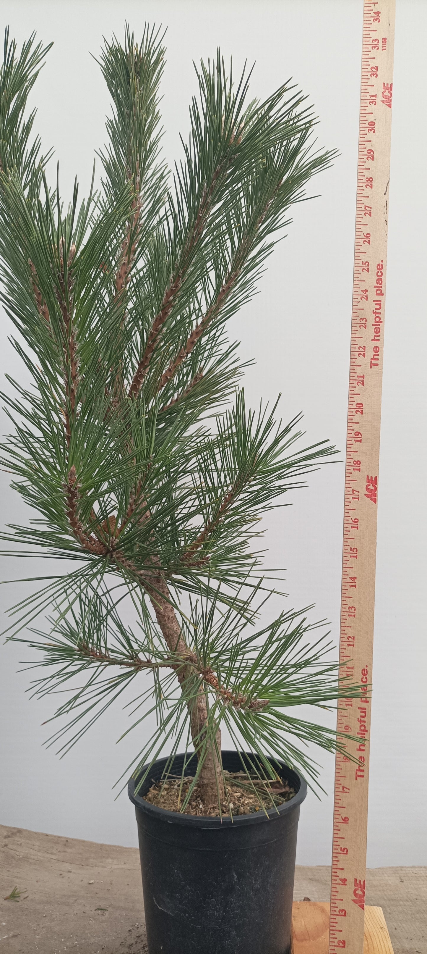 'Yatsubusa' Japanese Black pine (YAT-01)