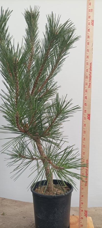 'Yatsubusa' Japanese Black pine (YAT-01)