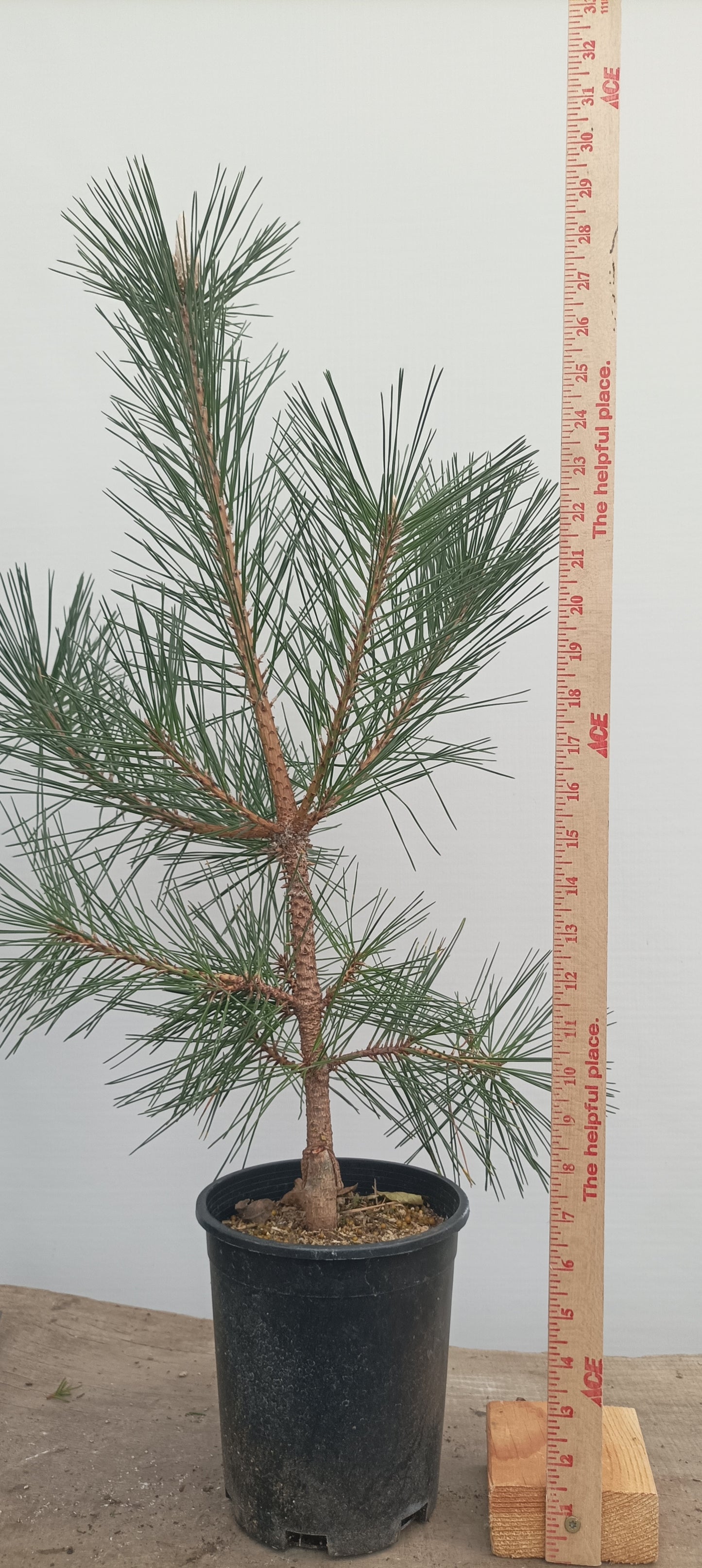 'Yatsubusa' Japanese Black pine (YAT-02)