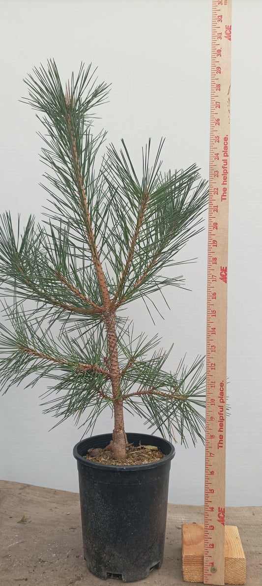 'Yatsubusa' Japanese Black pine (YAT-02)