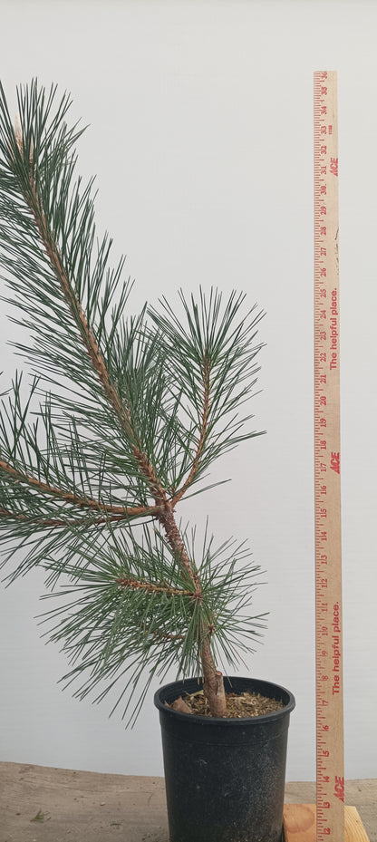 'Yatsubusa' Japanese Black pine (YAT-02)