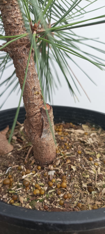 'Yatsubusa' Japanese Black pine (YAT-02)