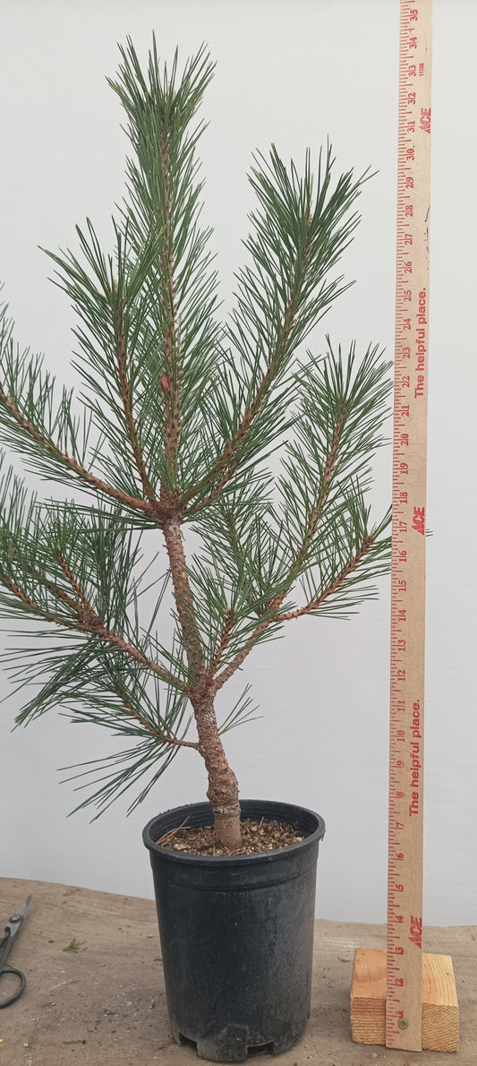 'Yatsubusa' Japanese Black pine (YAT-03)