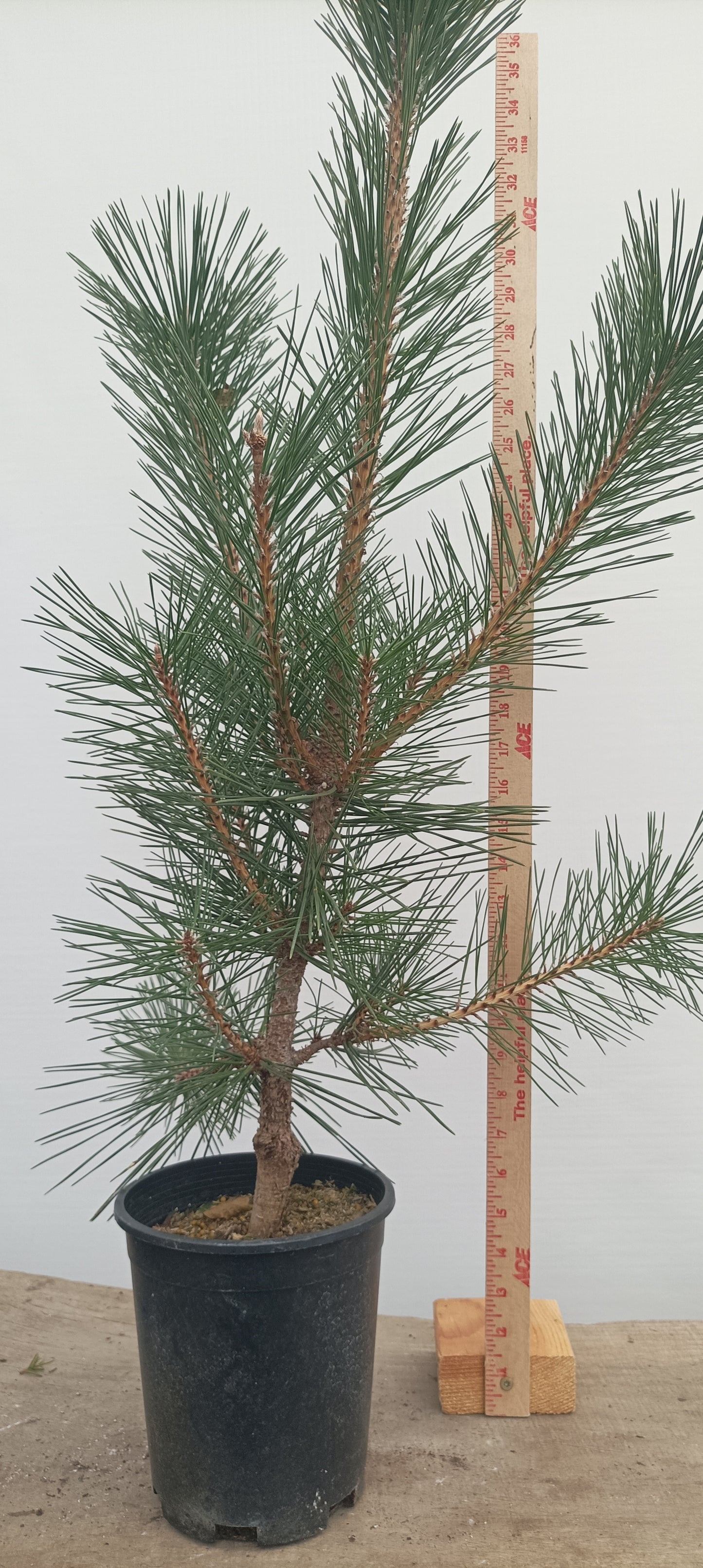 'Yatsubusa' Japanese Black pine (YAT-04)