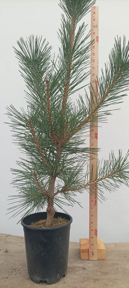 'Yatsubusa' Japanese Black pine (YAT-04)