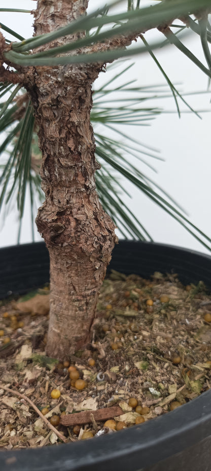 'Yatsubusa' Japanese Black pine (YAT-04)