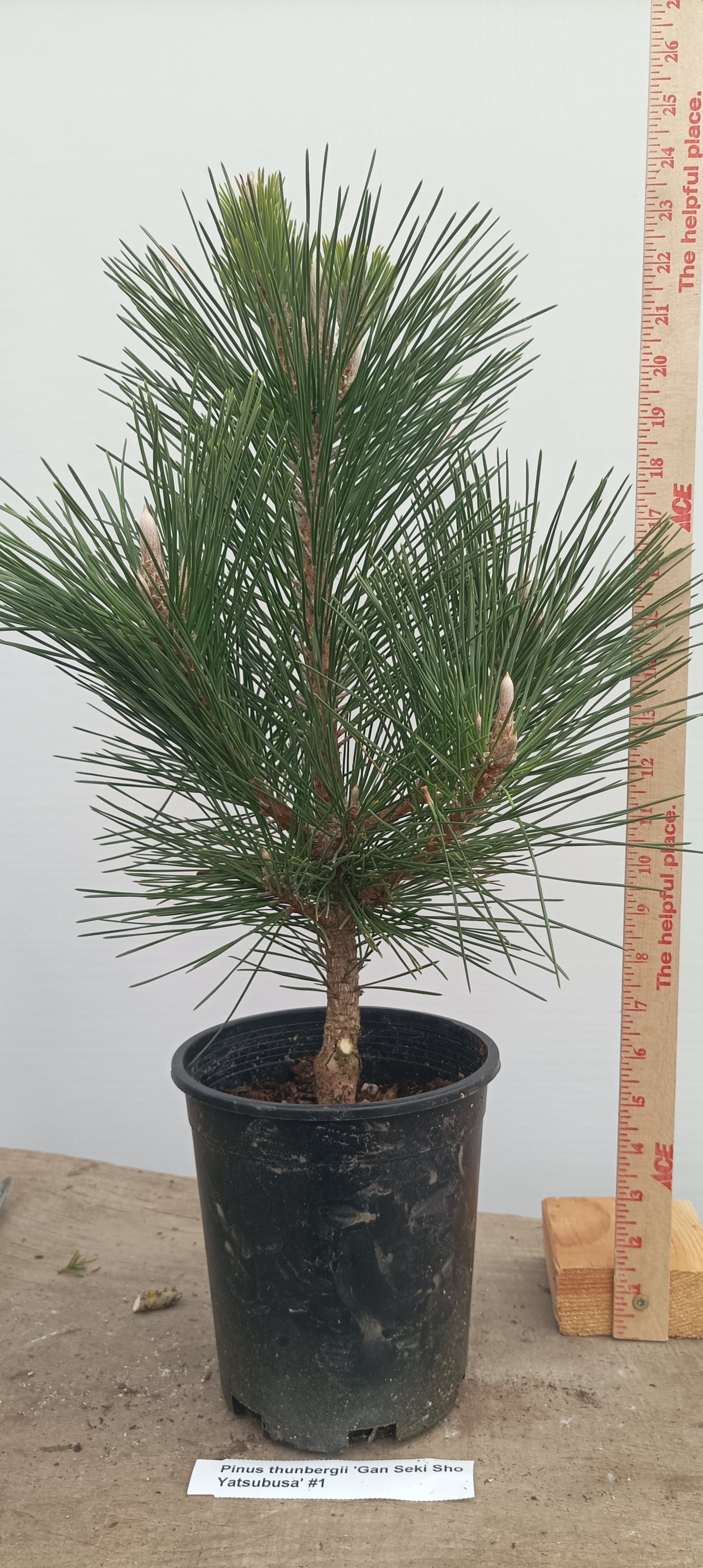 'Gan Seki Sho Yatsubusa' Japanese Black pine (GAN-01)