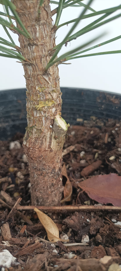 'Gan Seki Sho Yatsubusa' Japanese Black pine (GAN-01)