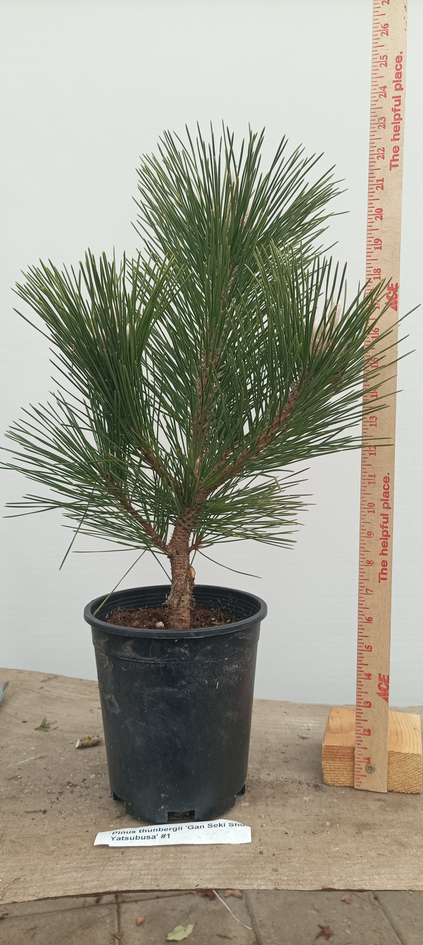 'Gan Seki Sho Yatsubusa' Japanese Black pine (GAN-02)