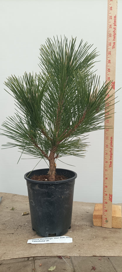 'Gan Seki Sho Yatsubusa' Japanese Black pine (GAN-02)