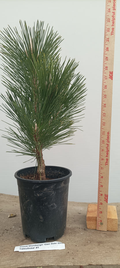'Gan Seki Sho Yatsubusa' Japanese Black pine (GAN-02)
