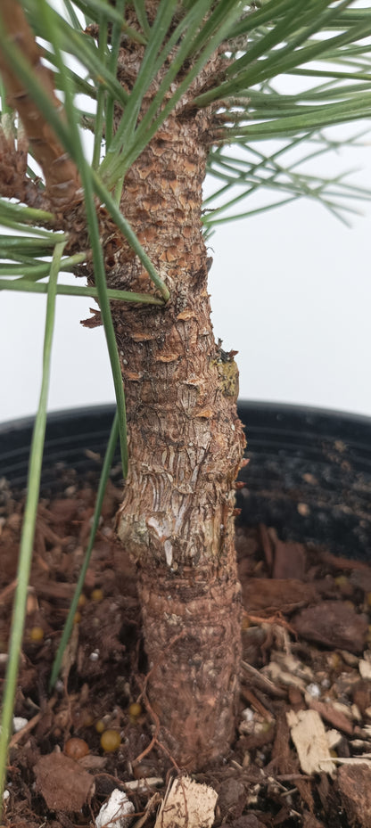 'Gan Seki Sho Yatsubusa' Japanese Black pine (GAN-02)