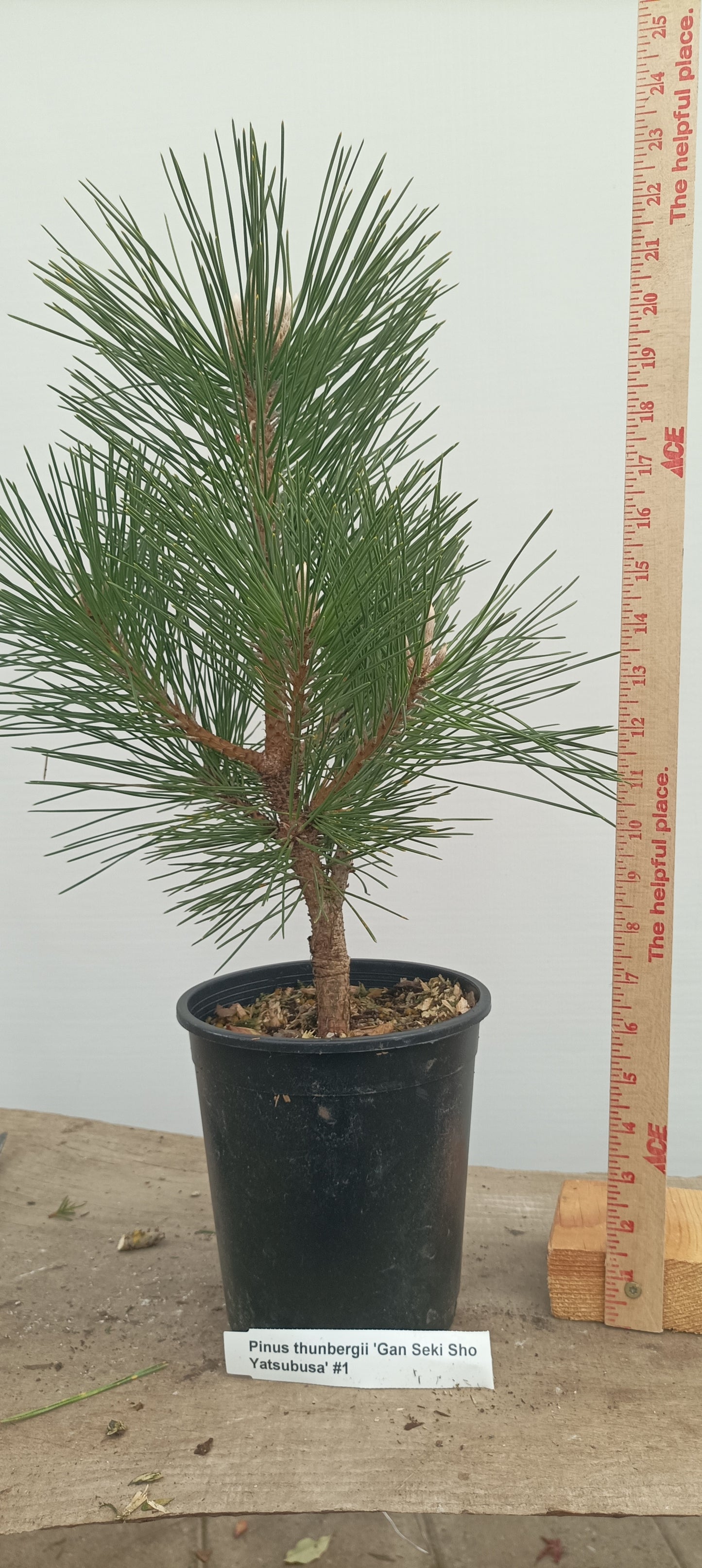 'Gan Seki Sho Yatsubusa' Japanese Black pine (GAN-03)