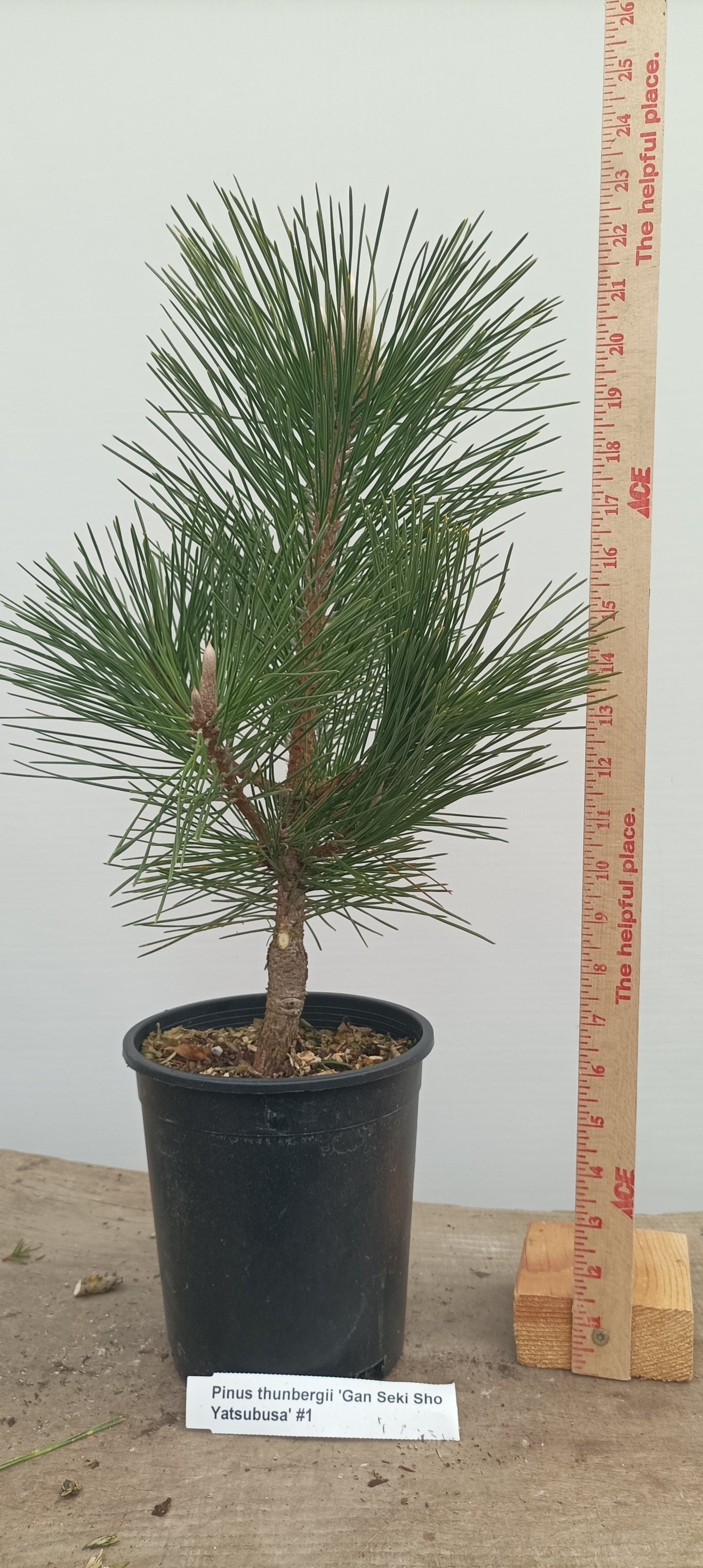 'Gan Seki Sho Yatsubusa' Japanese Black pine (GAN-03)