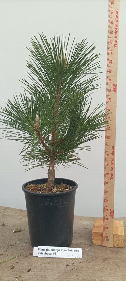 'Gan Seki Sho Yatsubusa' Japanese Black pine (GAN-03)