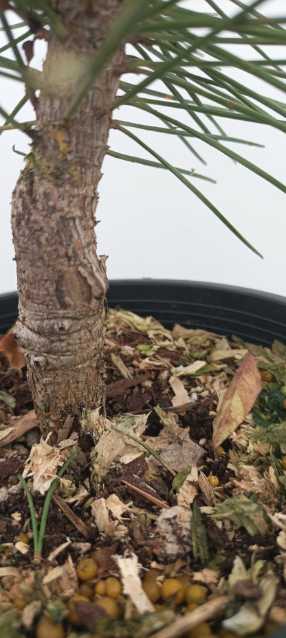 'Gan Seki Sho Yatsubusa' Japanese Black pine (GAN-03)