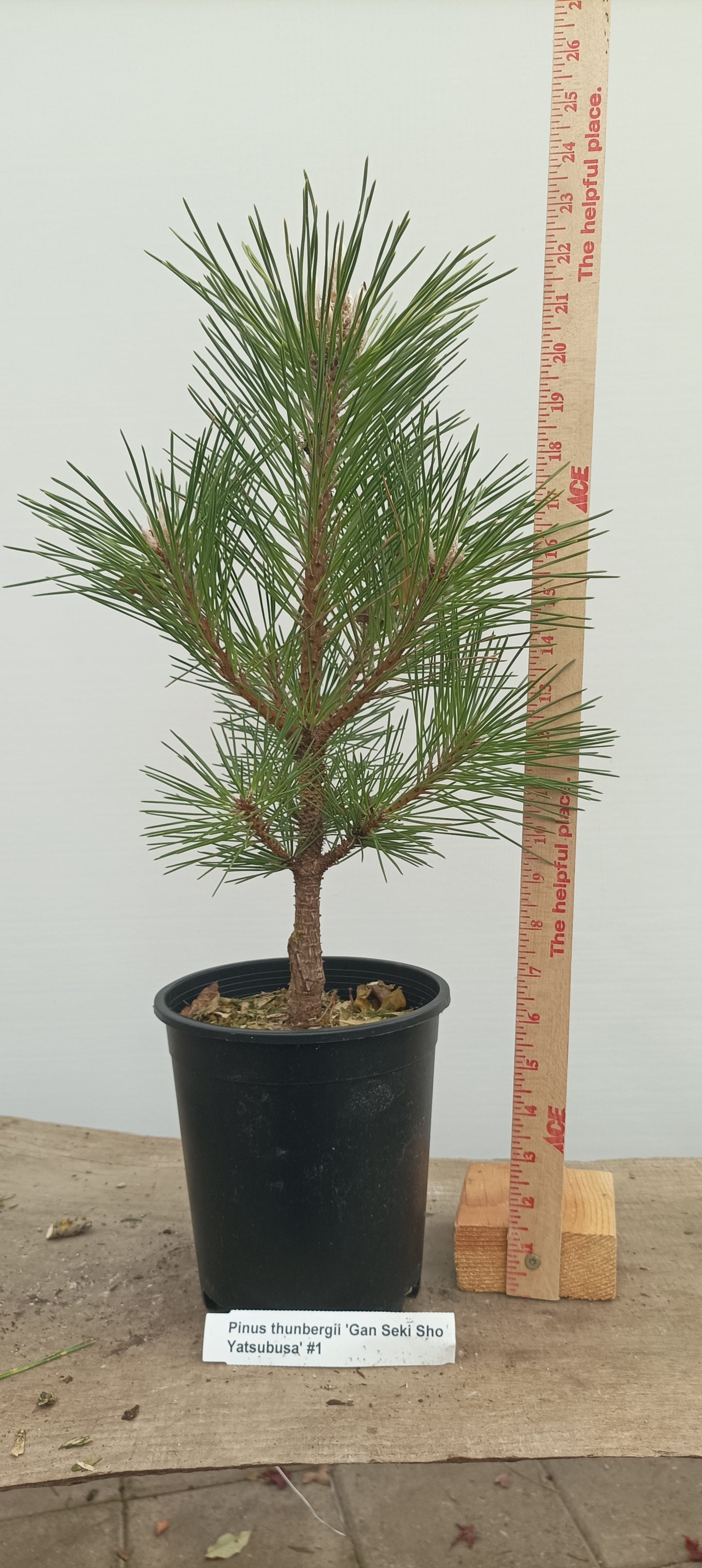 'Gan Seki Sho Yatsubusa' Japanese Black pine (GAN-04)