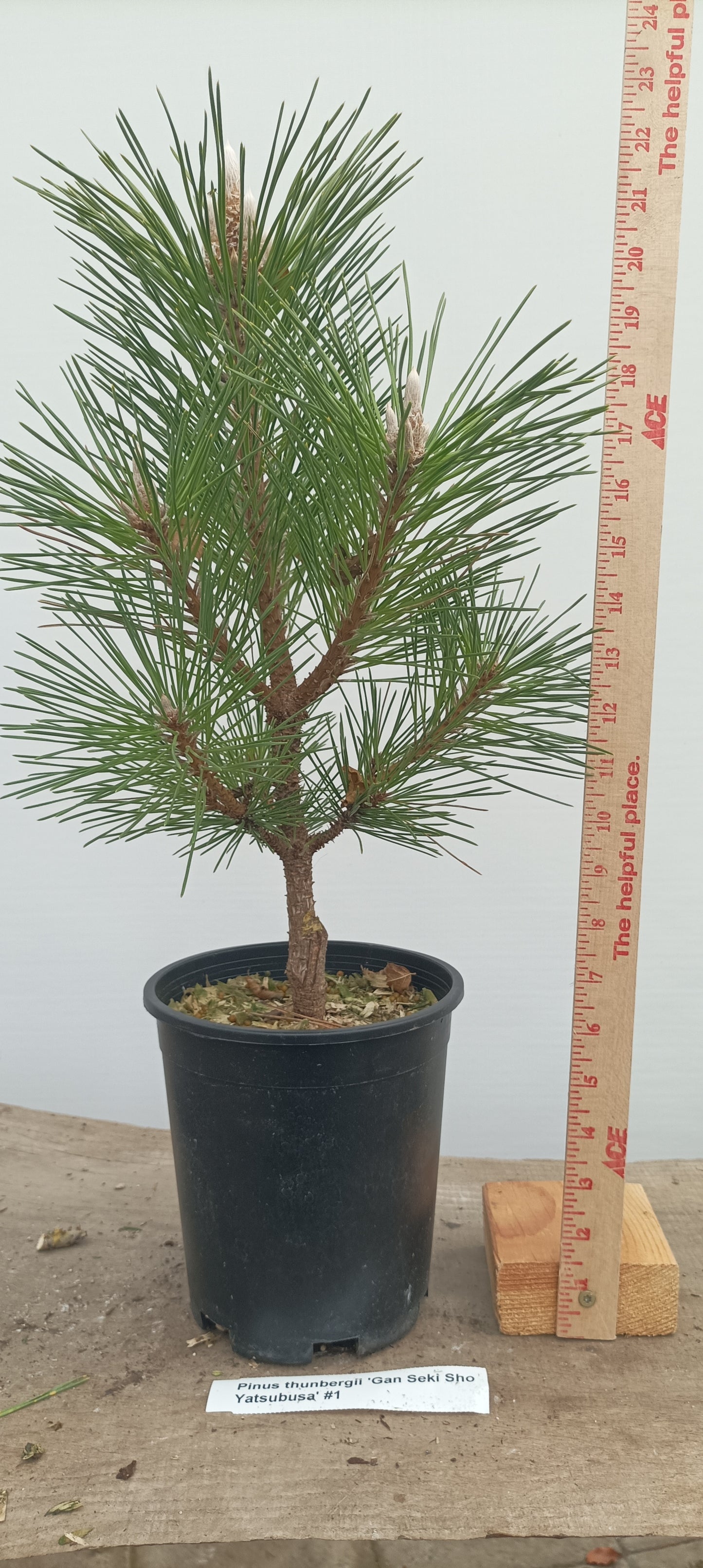 'Gan Seki Sho Yatsubusa' Japanese Black pine (GAN-04)