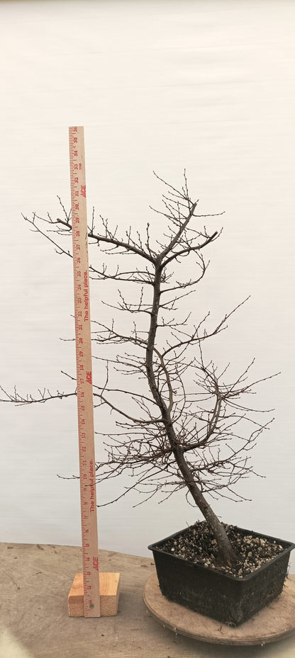 Korean Hornbeam (Thanksgiving Auction 2025)