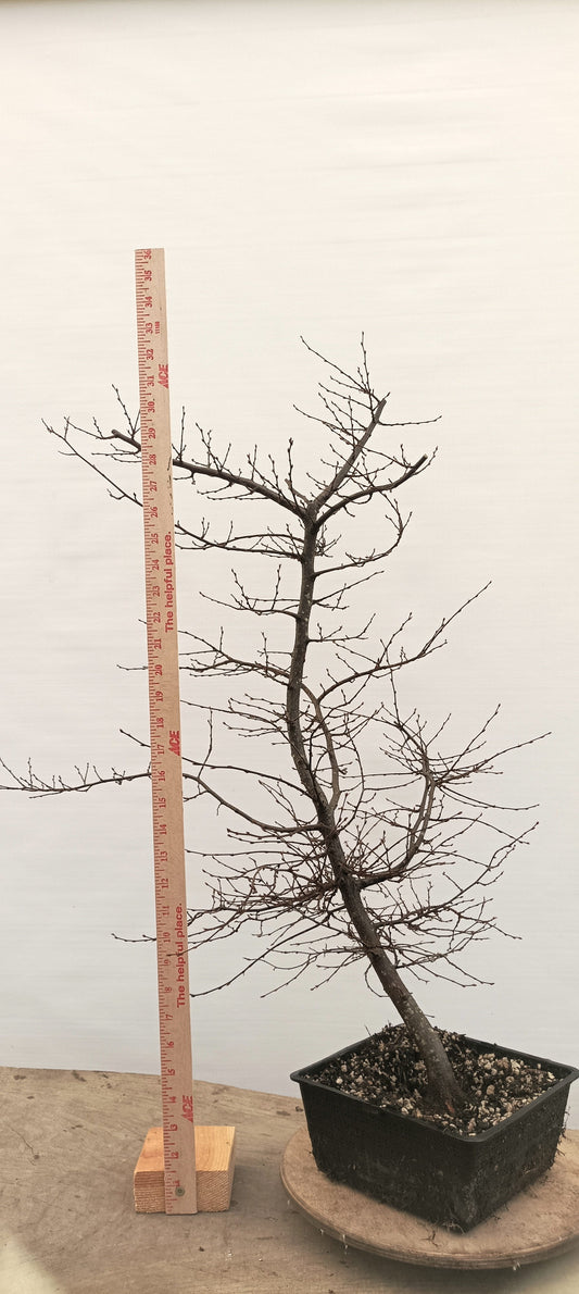 Korean Hornbeam (Thanksgiving Auction 2025)