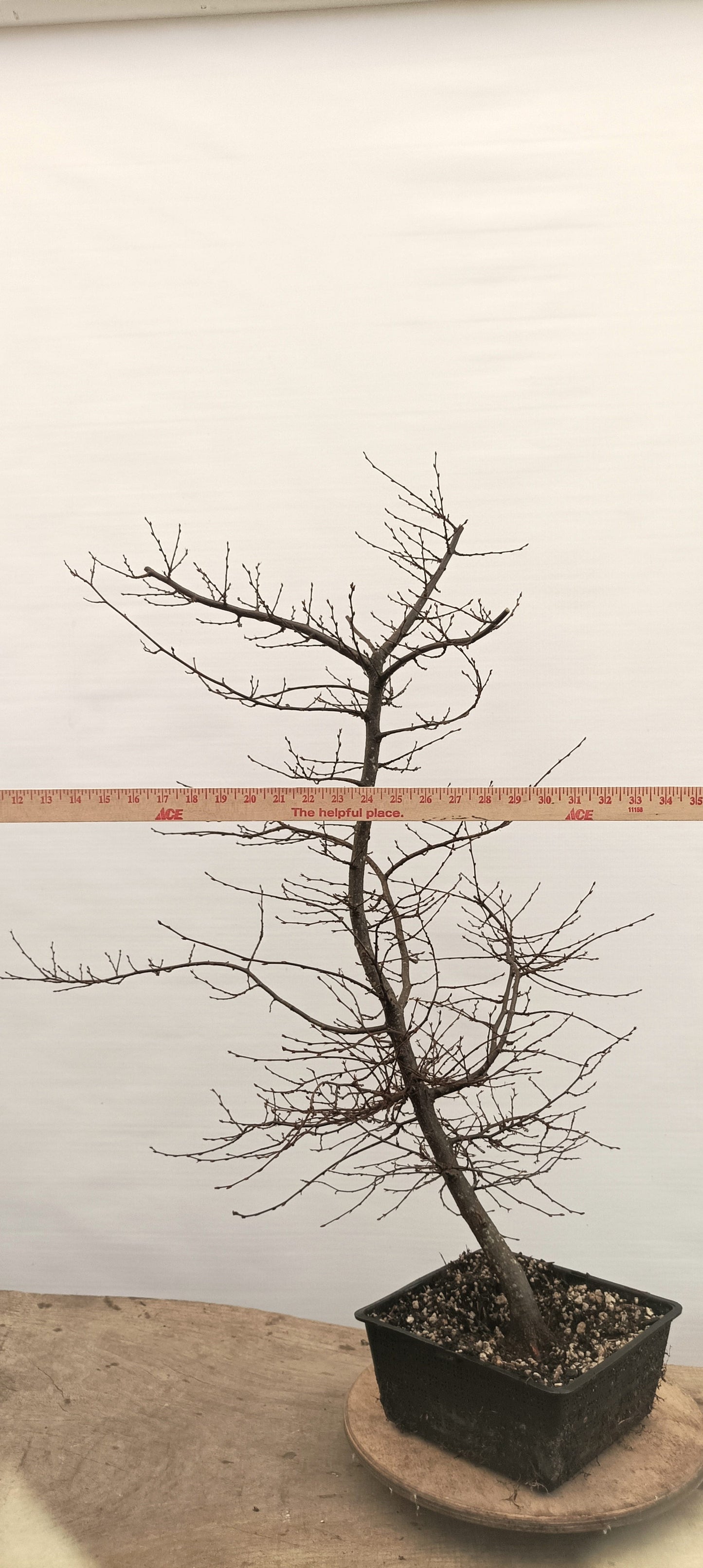 Korean Hornbeam (Thanksgiving Auction 2025)