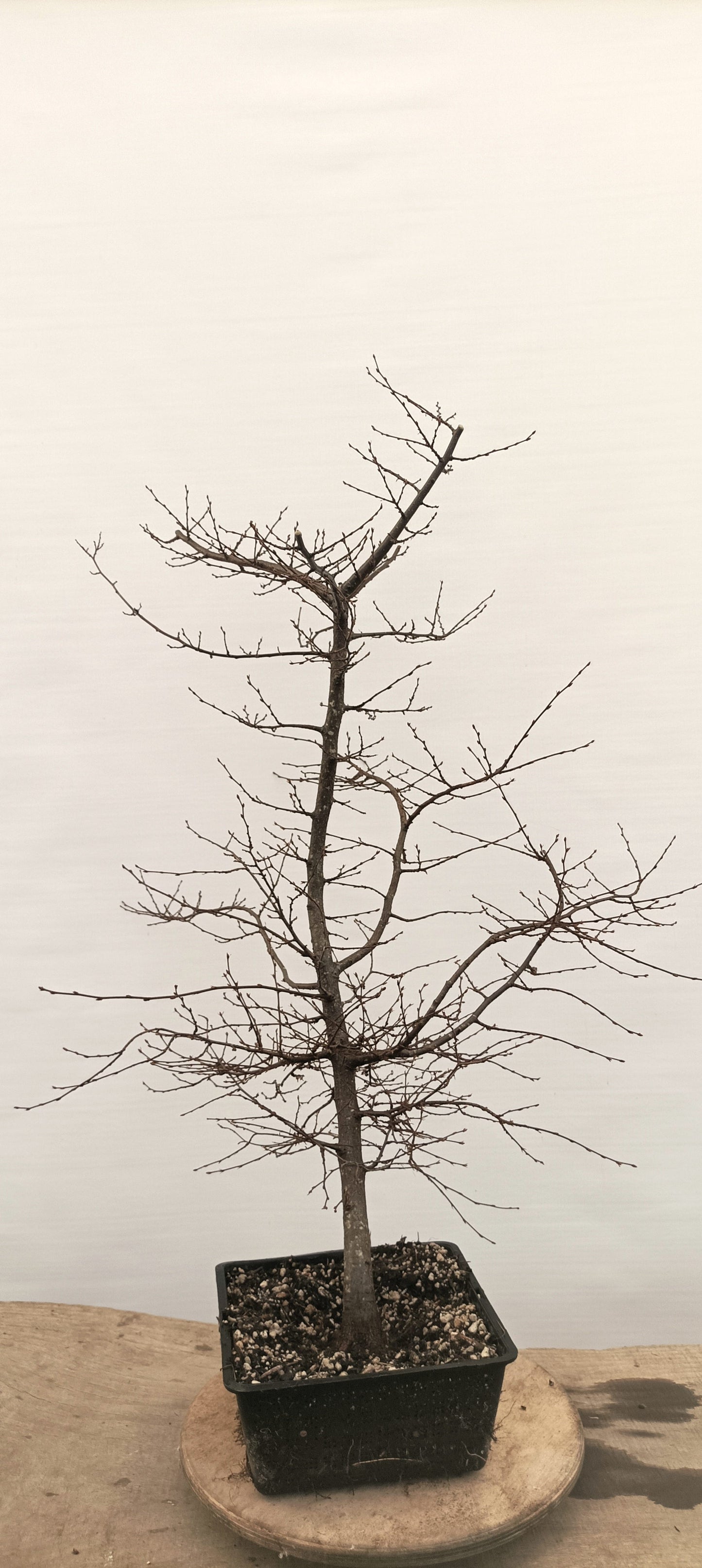 Korean Hornbeam (Thanksgiving Auction 2025)