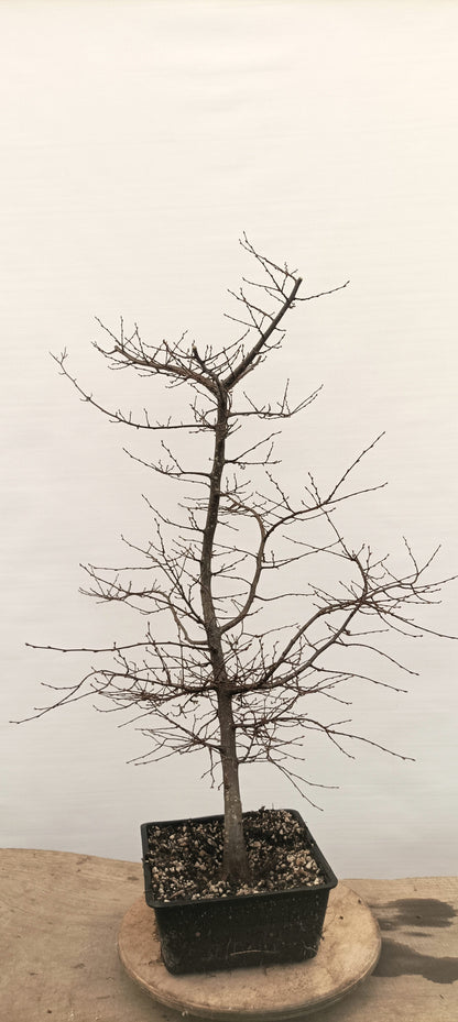 Korean Hornbeam (Thanksgiving Auction 2025)