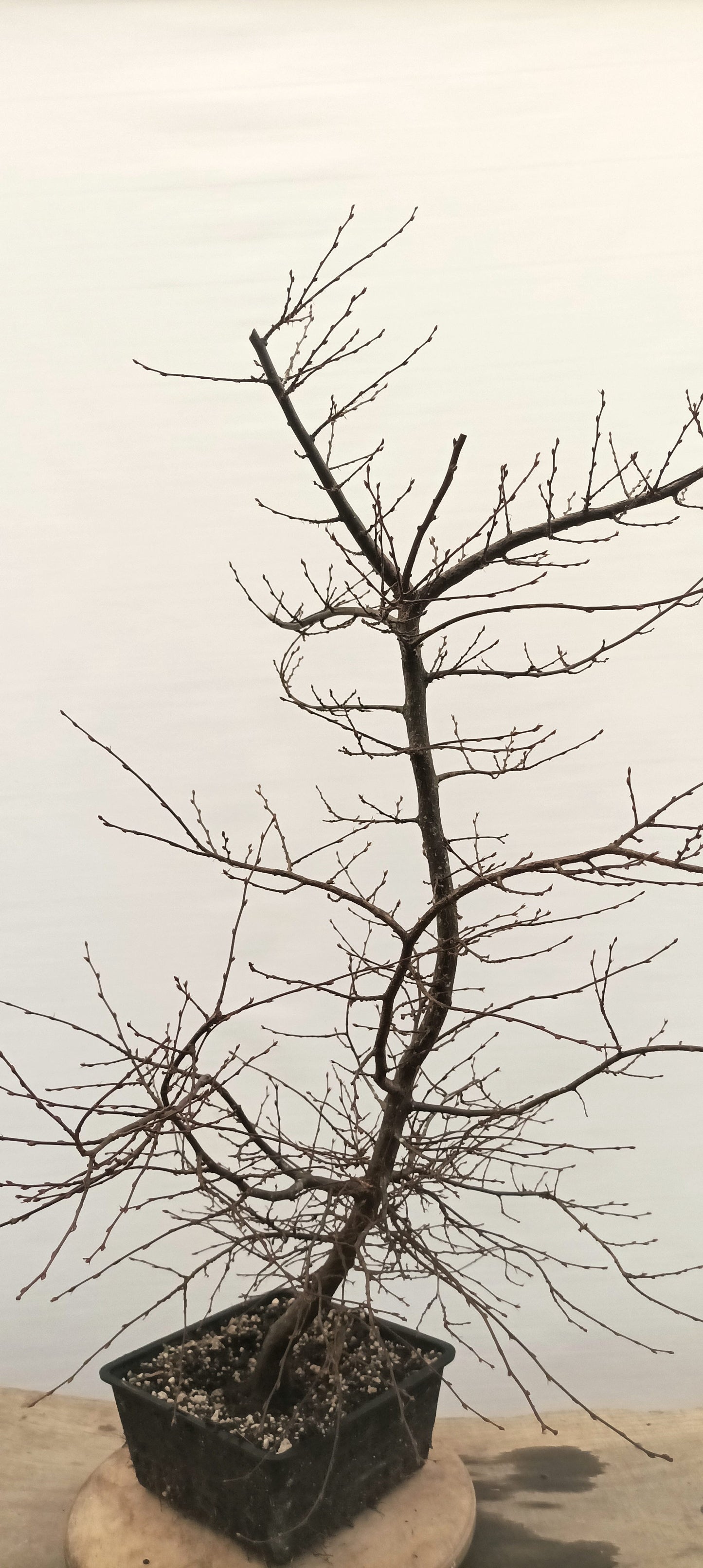 Korean Hornbeam (Thanksgiving Auction 2025)