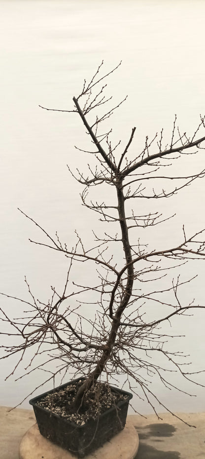 Korean Hornbeam (Thanksgiving Auction 2025)