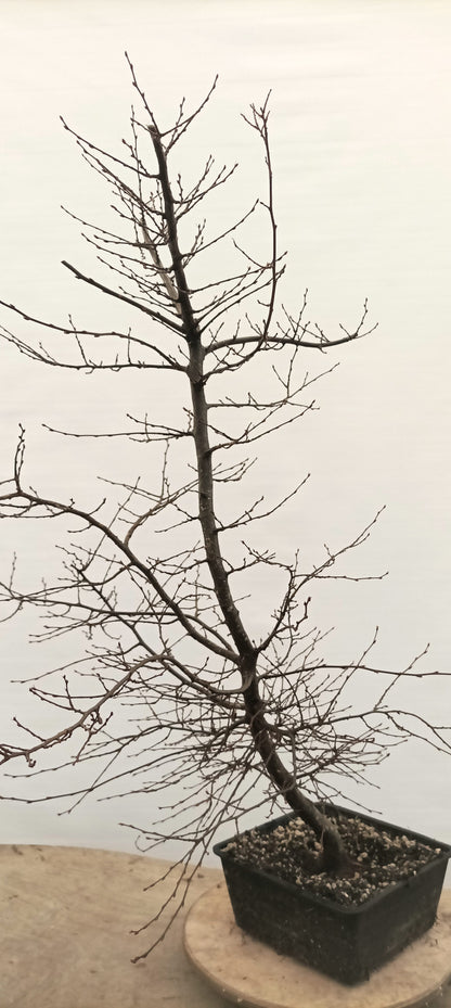 Korean Hornbeam (Thanksgiving Auction 2025)