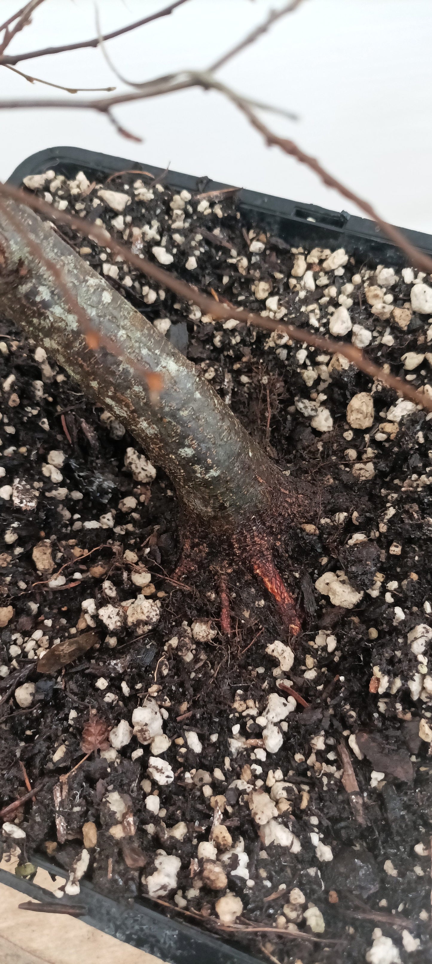 Korean Hornbeam (Thanksgiving Auction 2025)