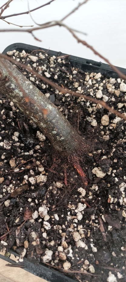 Korean Hornbeam (Thanksgiving Auction 2025)