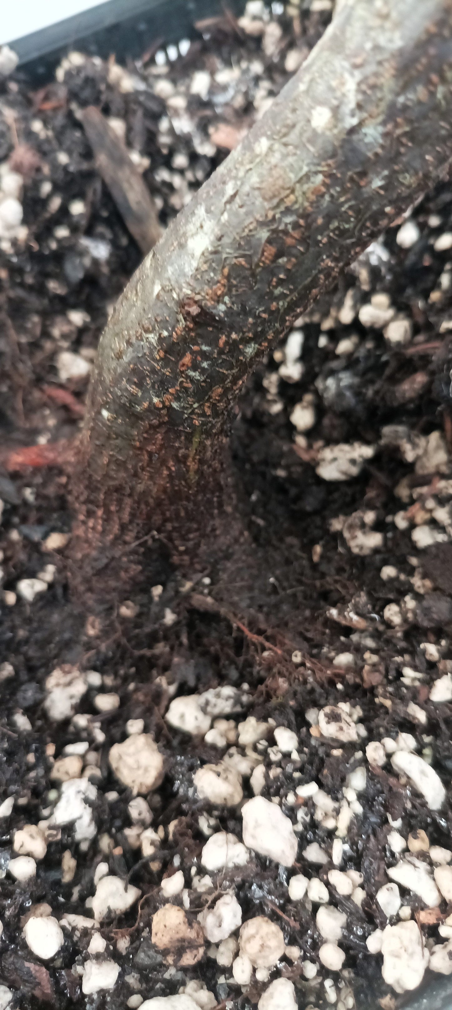 Korean Hornbeam (Thanksgiving Auction 2025)