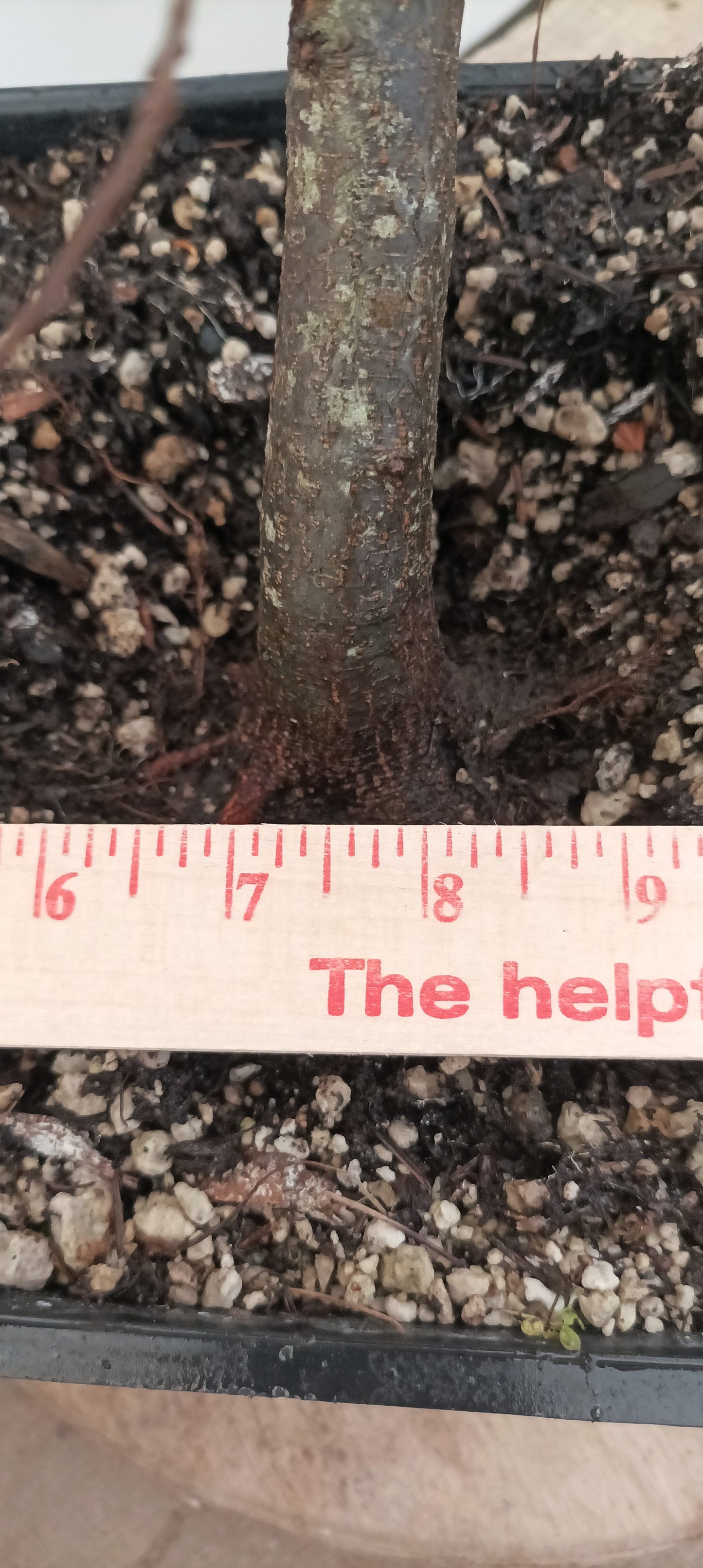 Korean Hornbeam (Thanksgiving Auction 2025)