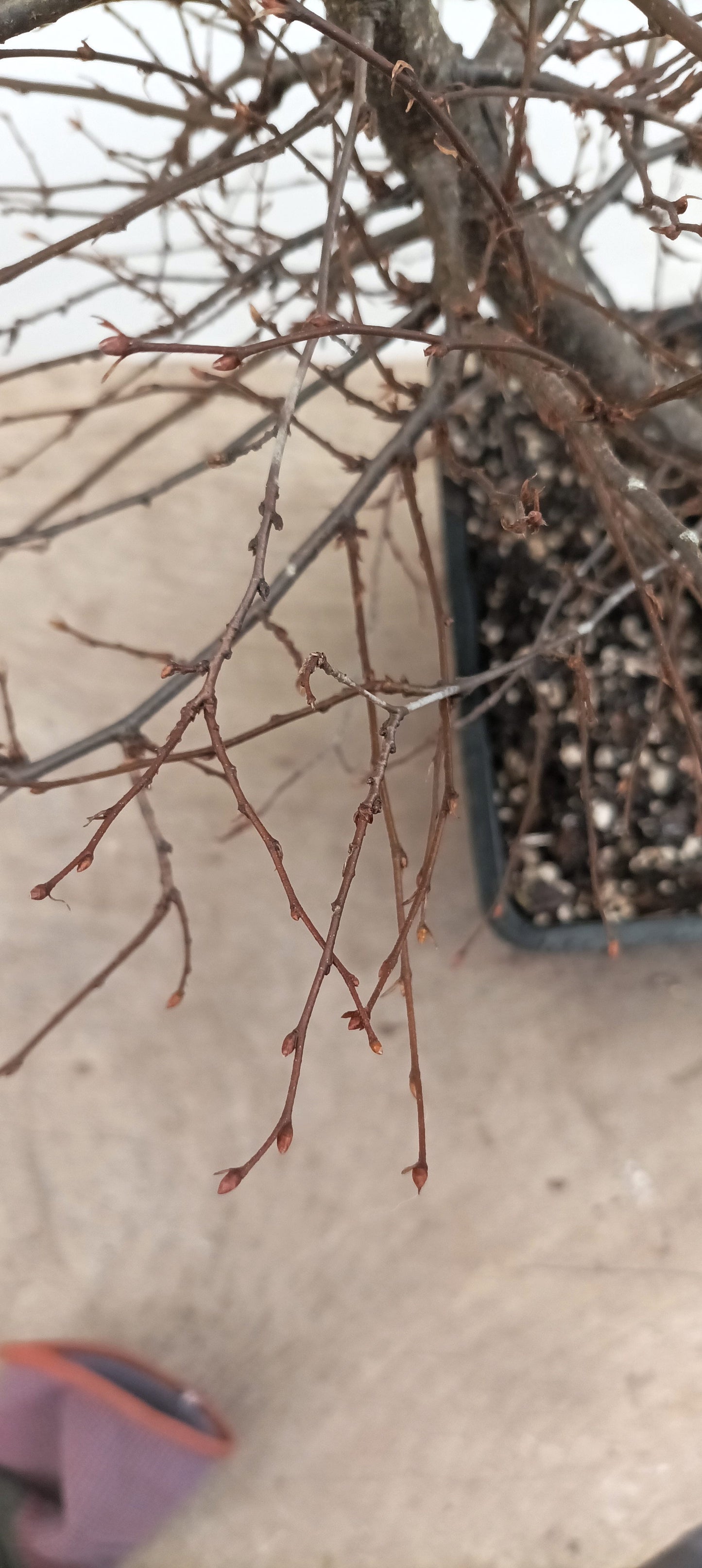 Korean Hornbeam (Thanksgiving Auction 2025)