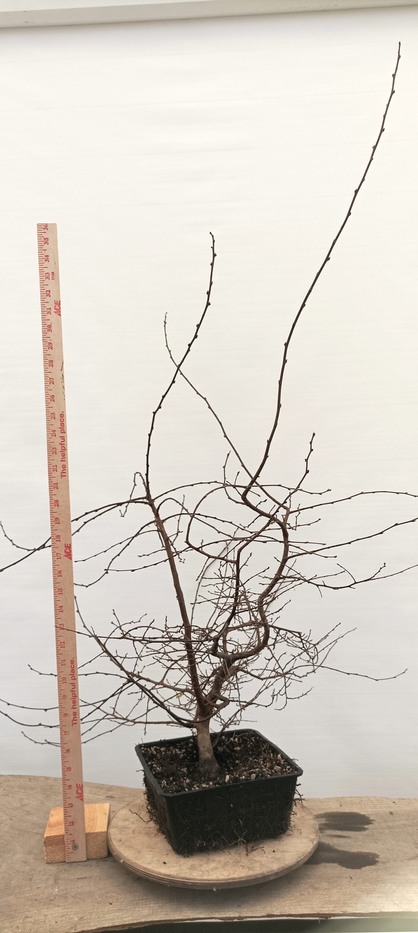 Korean Hornbeam (Thanksgiving Auction 2025)