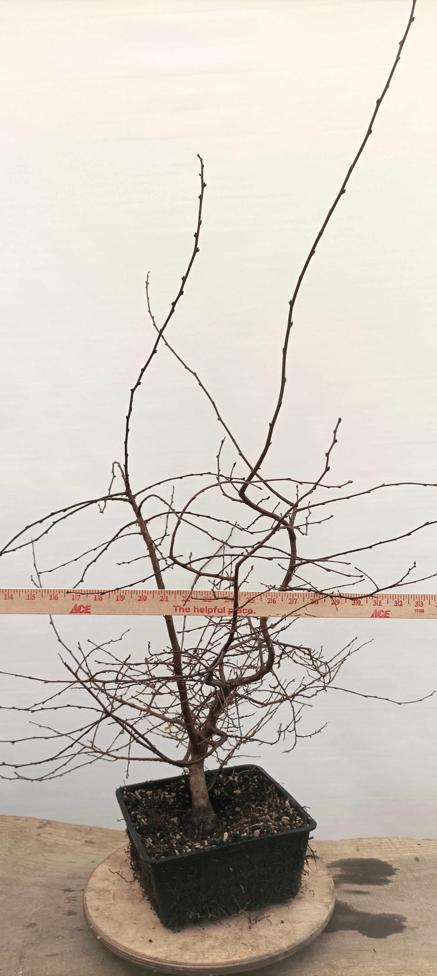 Korean Hornbeam (Thanksgiving Auction 2025)