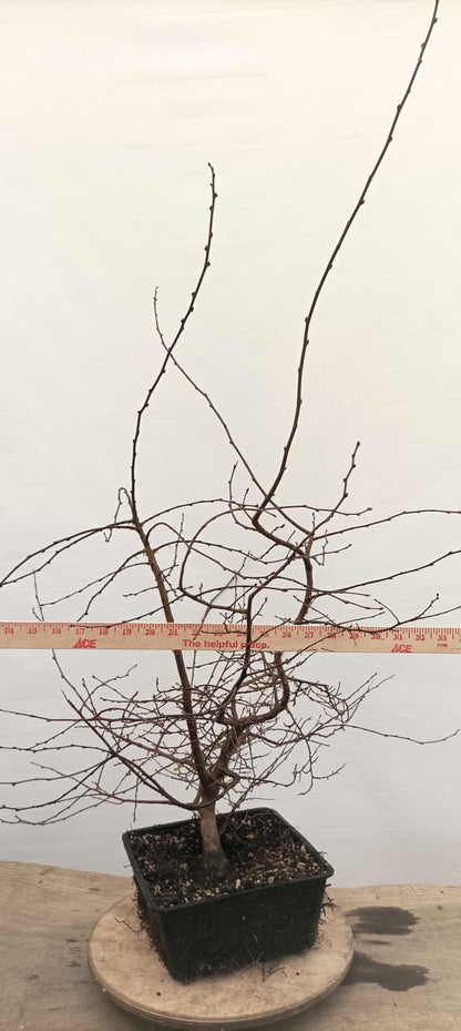 Korean Hornbeam (Thanksgiving Auction 2025)